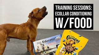 Training Sessions Ecollar conditioning Oso using food [upl. by Linus]