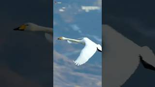 Stunning swan soars like a plane birds nature swan shorts [upl. by Lejna]