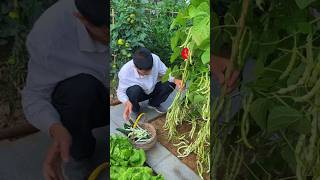 It is a joy to grow vegetables in the smallcourtyard There isa reward for everyeffort viral shorts [upl. by Schonfield]