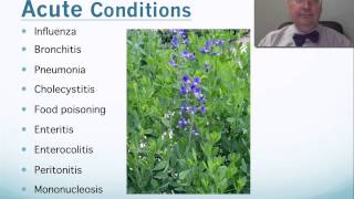 Baptisia Tip Video [upl. by Githens]