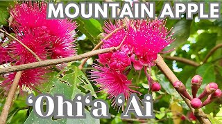 What is MOUNTAIN APPLE ‘Ohi‘a ‘Ai  Canoe Plants of Hawaii [upl. by Karola]