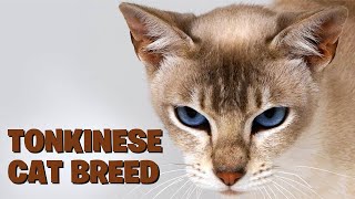 Unveiling the Tonkinese Cat Breed A Comprehensive Guide [upl. by Malonis]