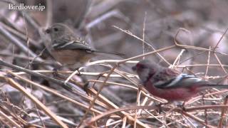 野鳥撮影・ ベニマシコ Longtailed Rosefinch 13 [upl. by Nevlin]