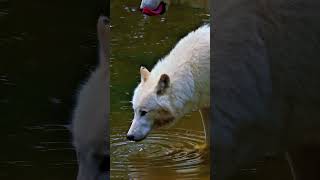 Rare White Wolf Takes a Drink  Arctic Wolf Beauty in Nature [upl. by Elwyn]