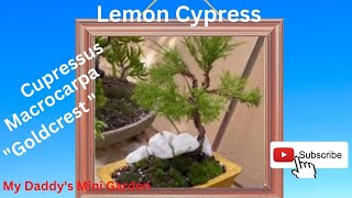 EP 043 Lemon CypressRepottingIndoor amp outdoor TreeMy Daddy’s Mini Garden [upl. by Lurie653]