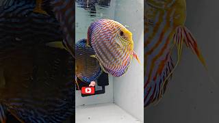 Discus Fish discus fish tank setup keep discusdiscus fish tank setupalbino discus fish shorts [upl. by Amaty]