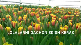 Lolalarni Qachon Ekish Kerak [upl. by Les]