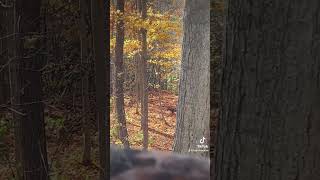 Bobcat looking for a snack this afternoon bobcat hunt hunting deerhunting ohio subscribe [upl. by Kcirdneh]