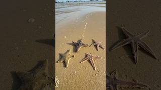 Rescuing Rarest Starfish shorts starfish fishing [upl. by Brena]