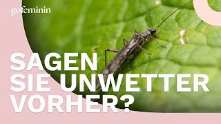 Wieso wir Gewittertierchen nur bei Unwetter sehen [upl. by Etnaik]