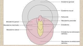 Período Presomítico 02 Gastrulación [upl. by Hersch]
