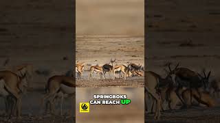 Springboks  The Adrenaline Powered Antelope Revealed [upl. by Oriana]