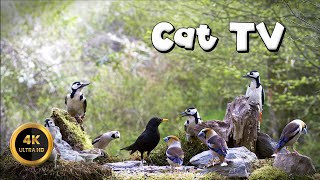 Cat TV for Cats to Watch 🐈  BIRDIES BUDDIES IN THE FOREST🐦‍⬛12 hours 4K [upl. by Anirtak]