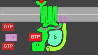 Gprotein signaling [upl. by Noiek]