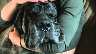 English Mastiff  230 lbs [upl. by Leribag]