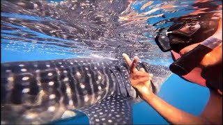 Snorkeling with whale sharks in the Philippines [upl. by Eihs331]