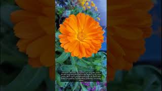 10 Beautiful Flowers That Bloom In Winters [upl. by Zechariah]