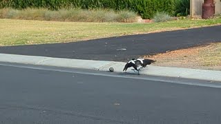 Australian Magpie song and mimicry [upl. by Rosco]