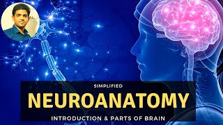 NEUROANATOMY INTRODUCTION  SIMPLIFIED  BASICS [upl. by Apurk]