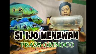 IJO YANG MENAWAN BELI IKAN PBASS ORINOCO UNTUK TANK IKAN PREDATOR [upl. by Silverts]