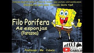 ZOOLOGIA FILO PORIFERA  AS ESPONJAS RESUMÃO [upl. by Melodie]