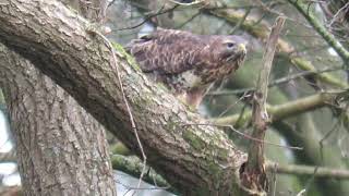 Buizerd heeft een kikker gevangen [upl. by Nelie]