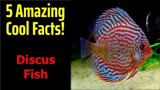 5 Fascinating Facts About Discus Fish [upl. by Janeta]