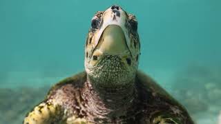 Hawksbill Eating Coral [upl. by Chute383]