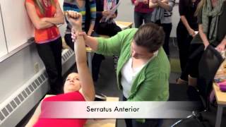 Manual Muscle Test for Serratus Anterior [upl. by Carter894]