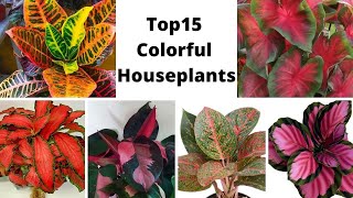 Top Colorful Houseplants To Brighten Your House  Houseplants with Fantastic Foliage Indoor Plants [upl. by Rickart785]