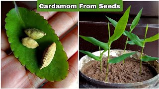 Secret RevealedHow to grow cardamom from seeds at homecardamom plant at home  Ilaichi from seeds [upl. by Florina]