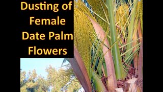 Date Palm Pollination Very Easy MethodGet More Date Fruits [upl. by Nrubliw]