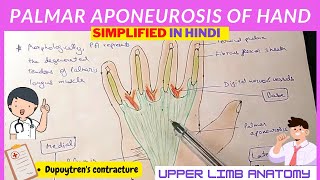 Palmar Aponeurosis  Anatomy  Hindi [upl. by Jurkoic]