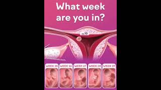 quotYour Babys First Weeks Whats Happeningquot🤔 trending pregnancyhealth biology ForyoupageViral [upl. by Nioe]