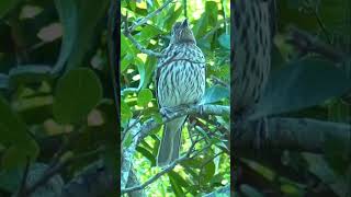 Female Figbird in Queensland shorts [upl. by Lytsyrk]