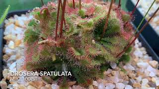 Drosera Spatulata Carnivorous Plant timelapse feeding [upl. by Dumond808]