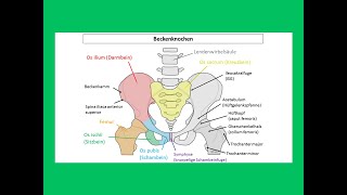 Das menschliche Becken  Strahlentherapie Prof Hilke Vorwerk [upl. by Acimak623]