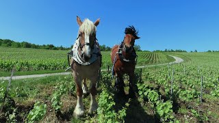 Travail du sol avec des chevaux de trait dans les vignes  CHAMPAGNE HUBERT NOIRET [upl. by Zsa]