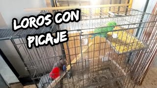 loros con picaje seguimiento tratamiento [upl. by Naujuj933]