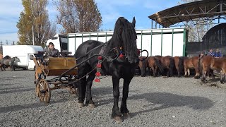 Targul de cai de la Gilau Cluj 1 Nov 2024 Nou [upl. by Wystand]