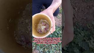 DIY Natural Bug Spray for Plants  Garden  creative explained shorts [upl. by Atnas]