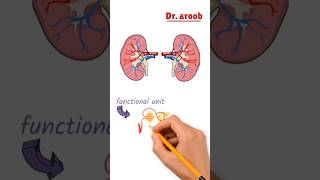 Kidney and Nephron overview [upl. by Manchester186]