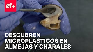 Microplásticos en aire agua y tierra tras el paso de Otis en Acapulco  En Punto [upl. by Ingham1]