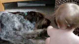 Baby vs Spinone Again [upl. by Paugh113]