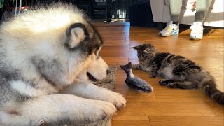 Giant Husky And Cat React To Fish They Dont Know What To Do [upl. by Leacock]