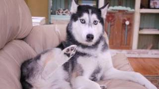 Mishka the Talking Husky says quotGood Morningquot [upl. by Etan]