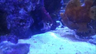 Frogfish Eating in slow motion [upl. by Yema650]