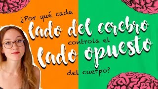 ¿POR QUÉ CADA LADO DEL CEREBRO CONTROLA AL OPUESTO DEL CUERPO [upl. by Catto222]