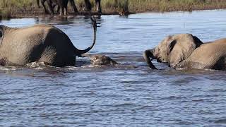 Baby elephant crossing the water  Chobe National Park Botswana [upl. by Rialb]