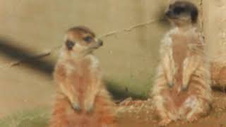 meerkatsnatureanimals [upl. by Yesnyl693]